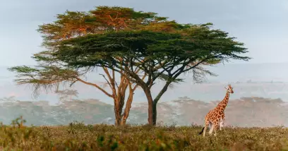 Découvrez le Parc National Kruger : Un safari épique en Afrique du Sud