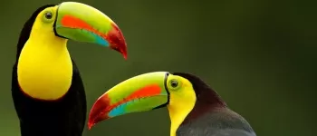 Panama et Costa Rica : couleurs et splendeurs tropicales