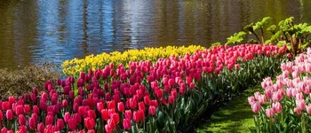 Au fil des fleurs et du Rhin : parenthèse hollandaise avec Alain Baraton