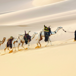 Caravane et chauffeur sur une grande dune du désert, Dubaï - Emirats arabes unis