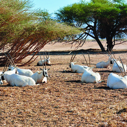 Arabian Wildlife Park, Sir Bani Yas Island - Emirats arabes unis