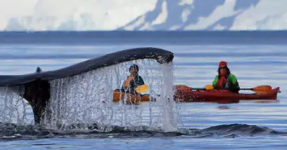 Kayak polaire en Antarctique, Spitzberg et Groenland