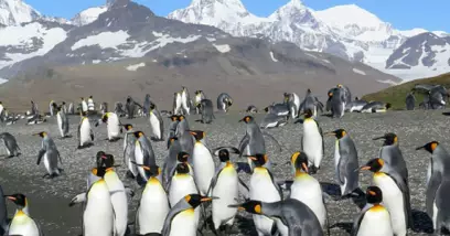 Île Antarctique et îles subantarctiques