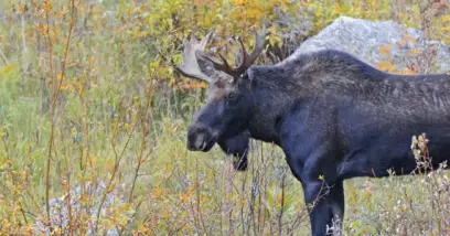 Faune Alaska: les principaux animaux de l'État alaskien (terre et mer)