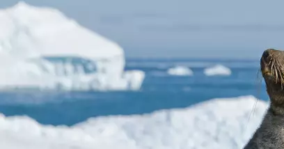 Faune du Grand Nord et Antarctique : les principaux animaux polaires