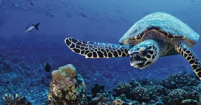 Les animaux en Polynésie française : faune marine et faune terrestre
