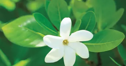La flore en Polynésie