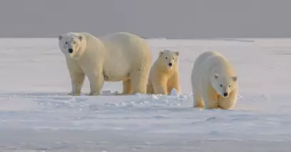 Les ours polaires : où et comment les observer ?