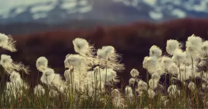 De quoi se compose la flore polaire ?