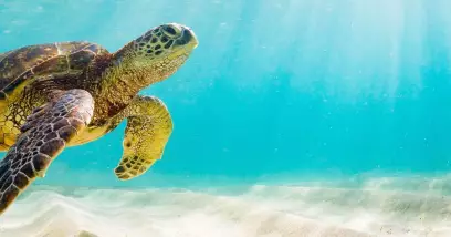 Croisière Galápagos