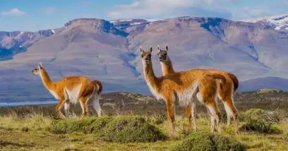 Origine Patagonie : d'où vient son nom ?