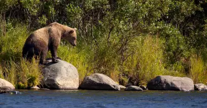 Animaux d'Alaska: faune de l'État alaskien (terre et mer)