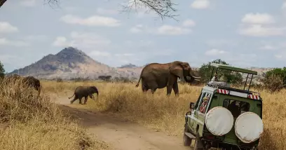 Safari en Afrique Australe : Tout ce qu'il faut savoir