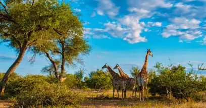 Découvrez le Parc National Kruger : Un safari épique en Afrique du Sud