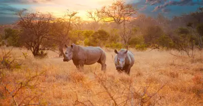 Découvrez le Parc National Kruger : Un safari épique en Afrique du Sud