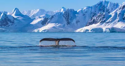 Guides de voyage en Antarctique