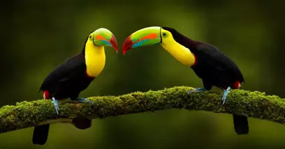 Animaux du Costa Rica : les plus emblématiques