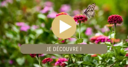 Video Odyssée Florale à Madère : la Fête des Fleurs avec Alain Baraton