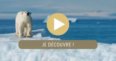 Video Svalbard & Spitzberg : croisière arctique au pays des ours polaires