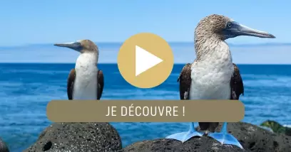 Video Croisière dans les Galápagos : Immersion dans un sanctuaire naturel
