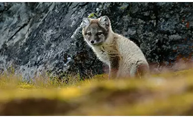 Renard arctique d'Islande