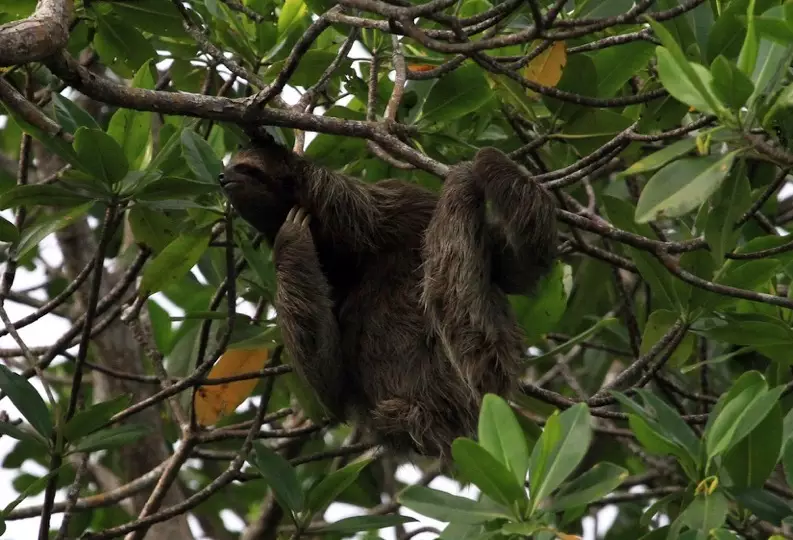 Les paresseux du Costa Rica