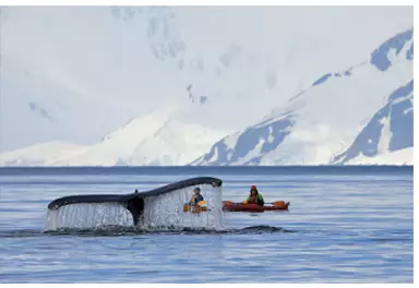 Approcher les baleines