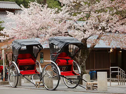 Les célèbres cerisiers du Japon à découvrir en voyage