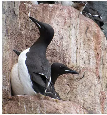 Guillemot sur falaise au Spitzberg