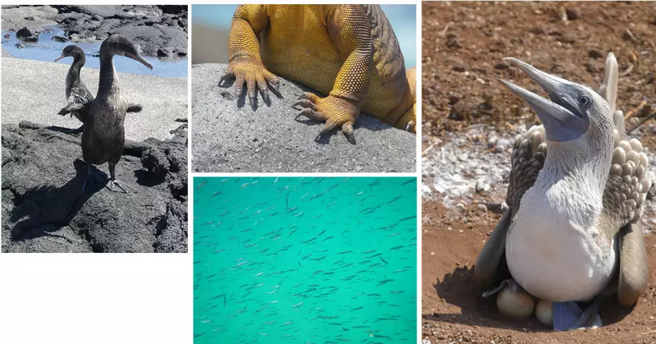 Les Îles Galapagos et sa faune vues par Marienne Duruel