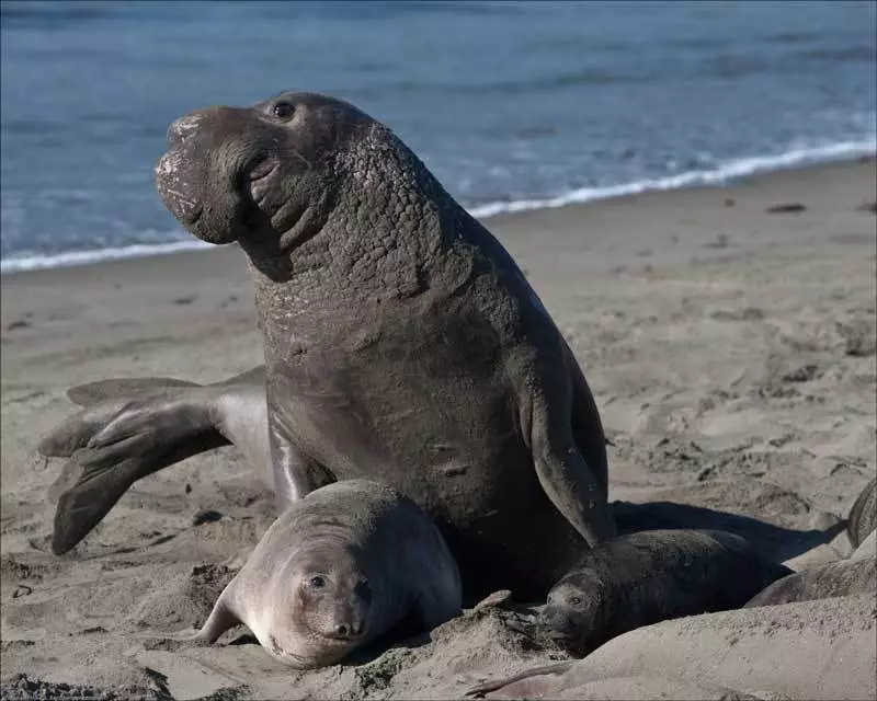 Un éléphant des mers sauvé par un navire de croisière