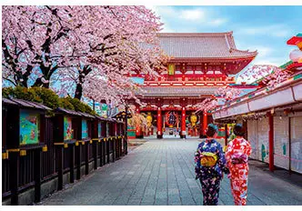 Des cerisiers en fleurs au Japon