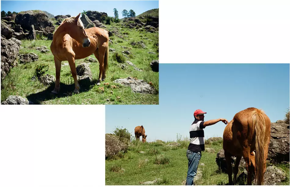 Chevaux à San Antonio de Areco en Argentine
