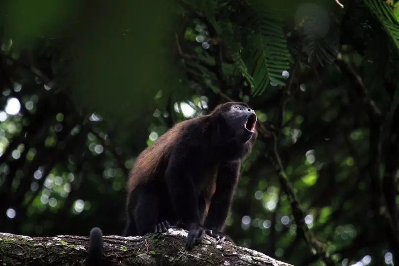 Le singe hurleur du Costa Rica