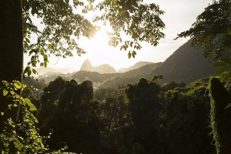 Forêt de Tijuca à Rio de Janeiro