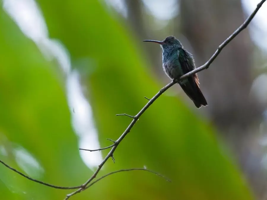 Colibris du Costa Rica