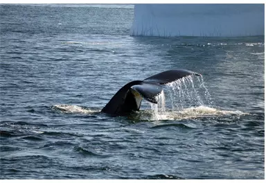 Baleine dans les eaux de l'Antarctique