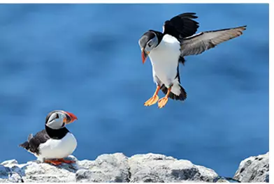 Macareux d'Islande