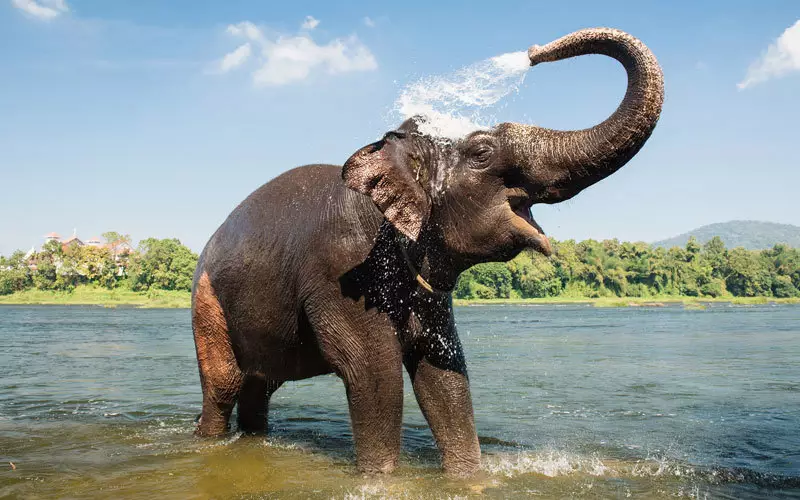 Assister au bain des éléphants
