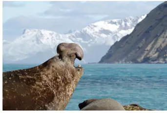 Eléphant de mer sur une île d'Antarctique