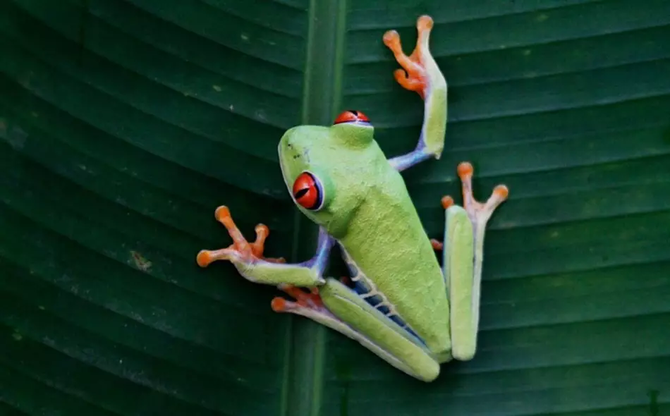 La rainette aux yeux rouges du Costa Rica