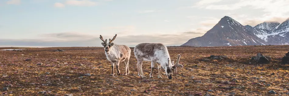 Photo d'animaux prise par Jean-Charles Thillays lors de l'un de ses voyages