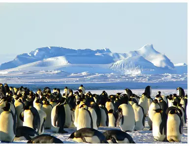 Colonies de manchots en antarctique