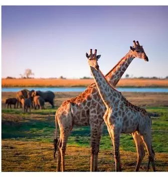 Faune visible lors d'une croisière en Afrique