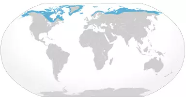 Répartition de la population d'ours polaires