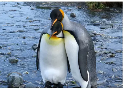 Manchots royaux en Antarctique