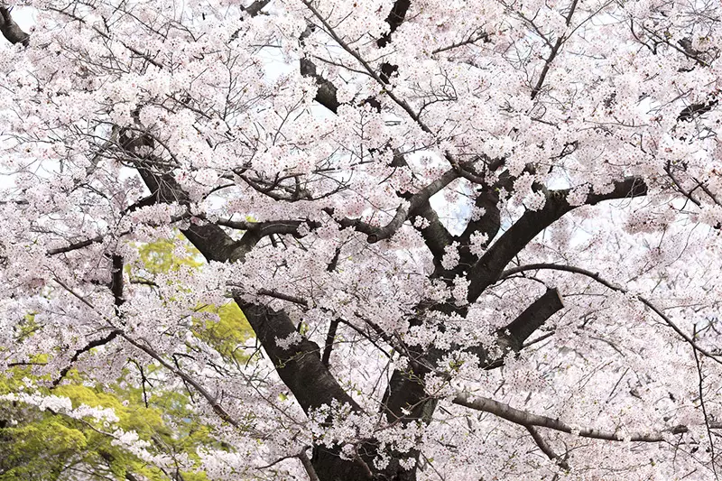 Cerisiers en fleurs a Kobe