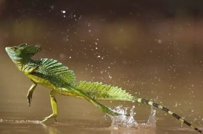 Le Basilic vert du Costa Rica