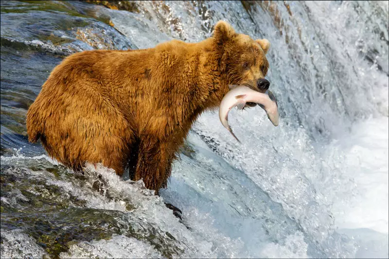 L'ours : l'animal emblématique de l'Alaska