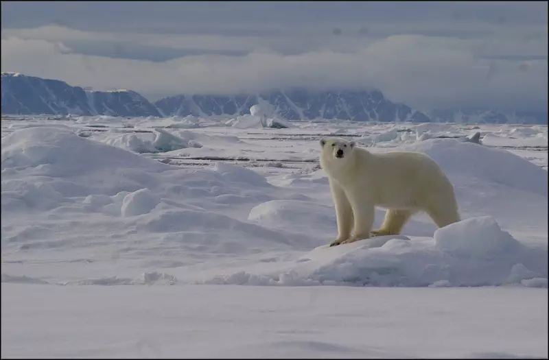 L'ours polaire dans le paysage du Spitzberg